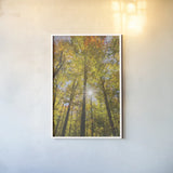 Autumn Forest I by Alan Majchrowicz. shown as a paper print in a white frame. Available as a archival giclee rolled canvas, fine art paper, or poster print. SKU 30216h.