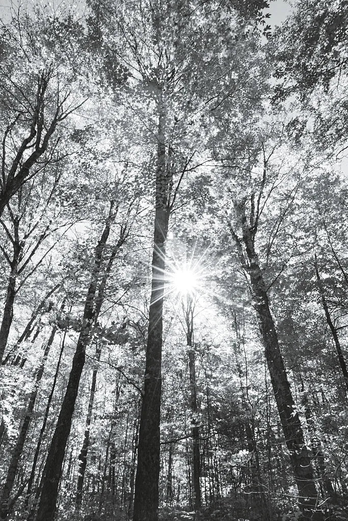 Autumn Forest I BW by Alan Majchrowicz. SKU 30779h. Archival Giclee Fine art print for wall decor.