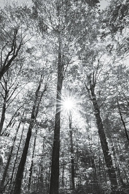Autumn Forest I BW by Alan Majchrowicz. SKU 30779h. Archival Giclee Fine art print for wall decor.