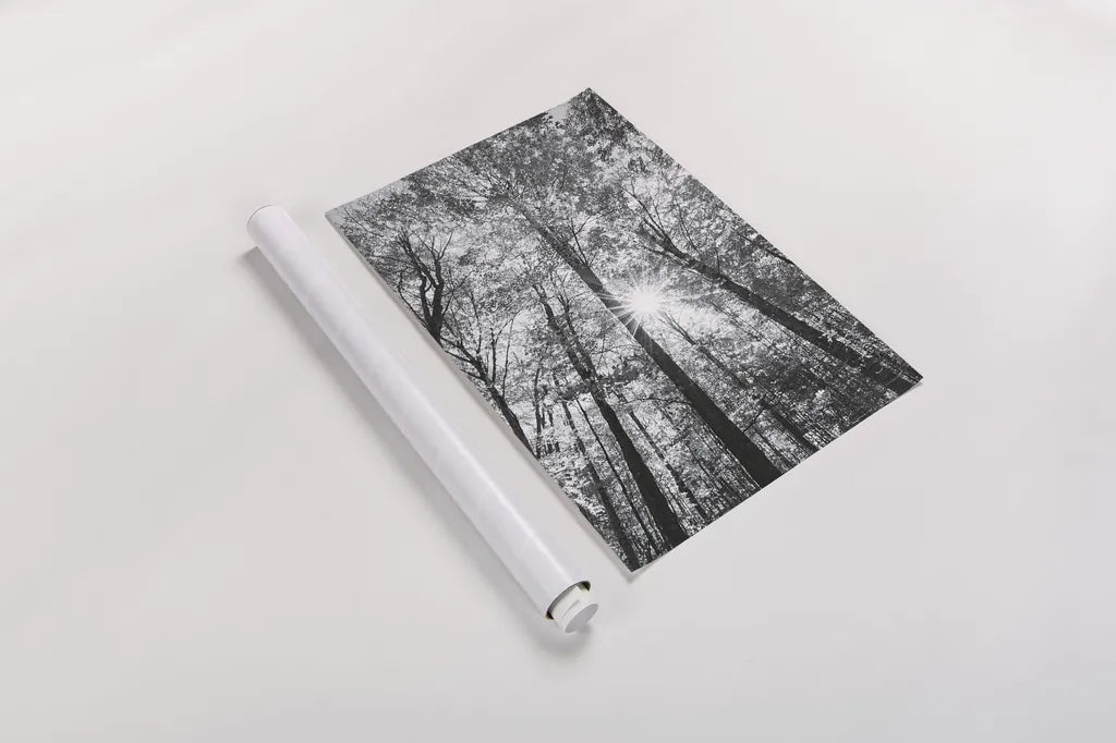 Autumn Forest I BW by Alan Majchrowicz. shown as a rolled paper print. Available as archival giclee rolled canvas, fine art paper, or poster print. SKU 30779h.
