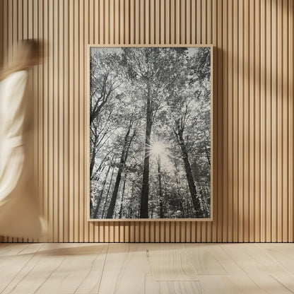 Autumn Forest I BW by Alan Majchrowicz. shown as over sized large wall art. Available as an archival giclee rolled canvas, fine art paper, or poster print. SKU 30779h.