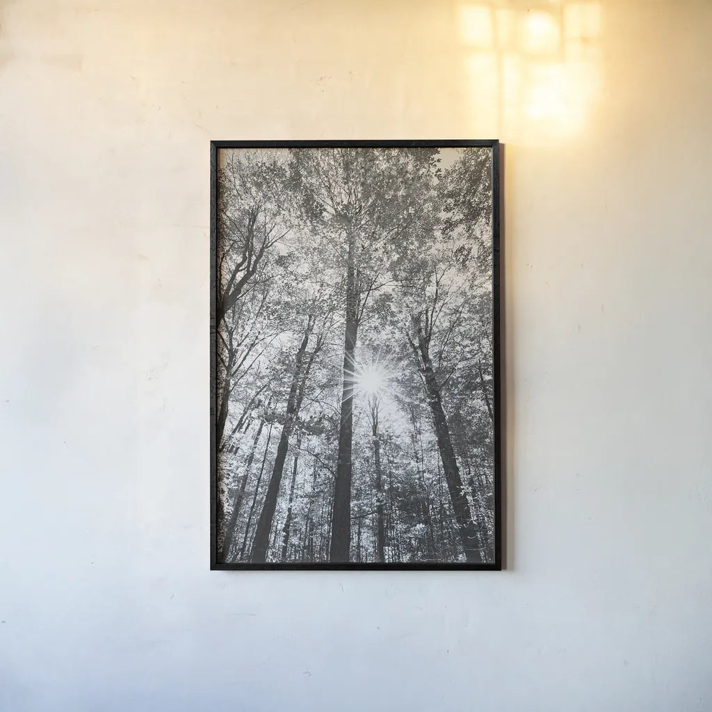 Autumn Forest I BW by Alan Majchrowicz. shown as a paper print in a black flame. Available as a archival giclee rolled canvas, fine art paper, or poster print. SKU 30779h.