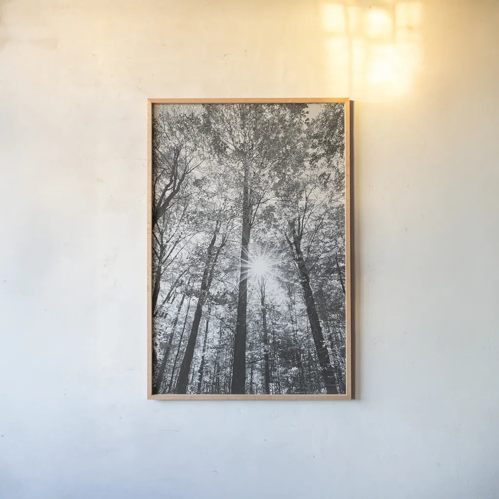 Autumn Forest I BW by Alan Majchrowicz. shown as a paper print in a natural frame. Available as a archival giclee rolled canvas, fine art paper, or poster print. SKU 30779h.