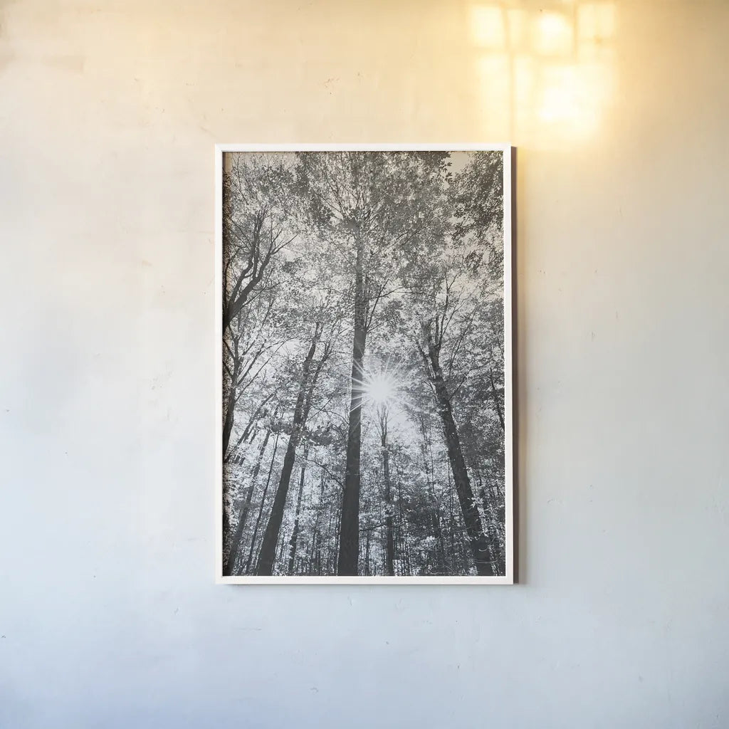 Autumn Forest I BW by Alan Majchrowicz. shown as a paper print in a white frame. Available as a archival giclee rolled canvas, fine art paper, or poster print. SKU 30779h.