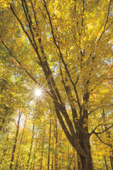 Autumn Forest II by Alan Majchrowicz. SKU 30217h. Archival Giclee Fine art print for wall decor.