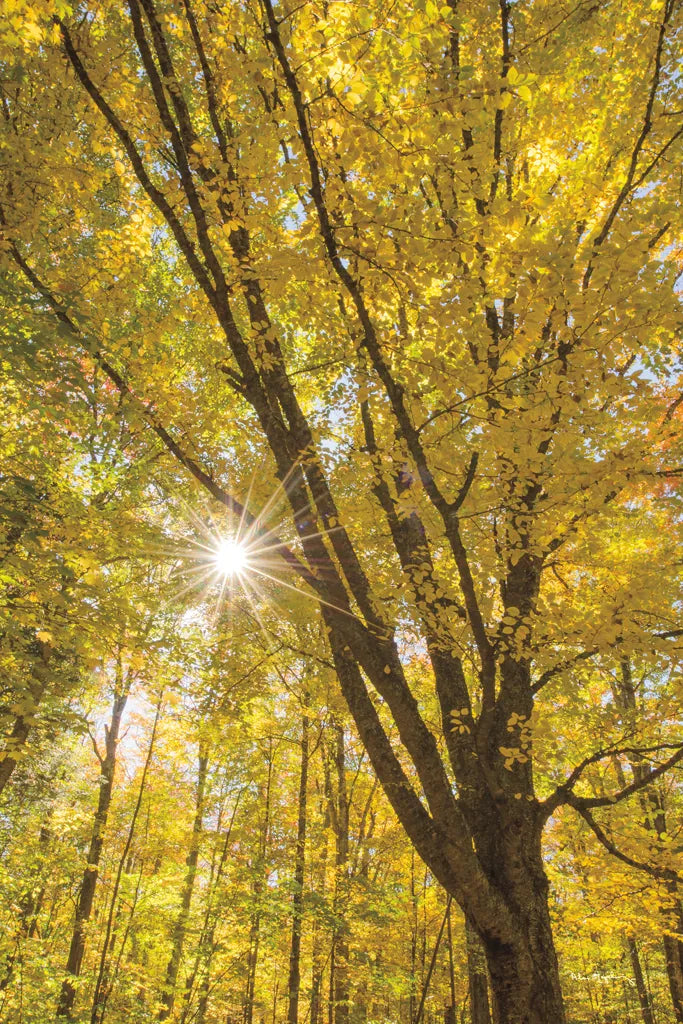 Autumn Forest II by Alan Majchrowicz. SKU 30217h. Archival Giclee Fine art print for wall decor.