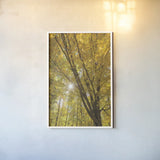 Autumn Forest II by Alan Majchrowicz. shown as a paper print in a white frame. Available as a archival giclee rolled canvas, fine art paper, or poster print. SKU 30217h.