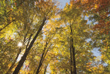 Autumn Forest III by Alan Majchrowicz. SKU 30218i. Archival Giclee Fine art print for wall decor.
