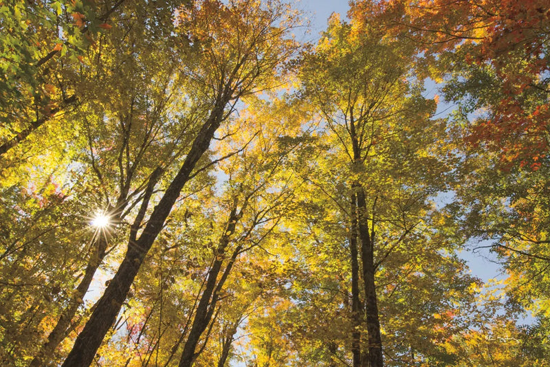 Autumn Forest III by Alan Majchrowicz. SKU 30218i. Archival Giclee Fine art print for wall decor.