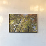 Autumn Forest III by Alan Majchrowicz. shown as a paper print in a black flame. Available as a archival giclee rolled canvas, fine art paper, or poster print. SKU 30218i.