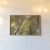 Autumn Forest III by Alan Majchrowicz. shown as a paper print in a natural frame. Available as a archival giclee rolled canvas, fine art paper, or poster print. SKU 30218i.