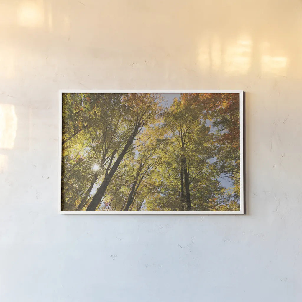 Autumn Forest III by Alan Majchrowicz. shown as a paper print in a white frame. Available as a archival giclee rolled canvas, fine art paper, or poster print. SKU 30218i.