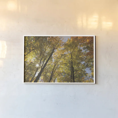 Autumn Forest III by Alan Majchrowicz. shown as a paper print in a white frame. Available as a archival giclee rolled canvas, fine art paper, or poster print. SKU 30218i.