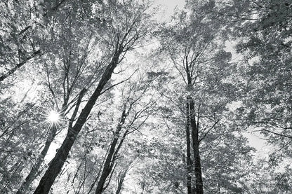 Autumn Forest III BW by Alan Majchrowicz. SKU 30780i. Archival Giclee Fine art print for wall decor.
