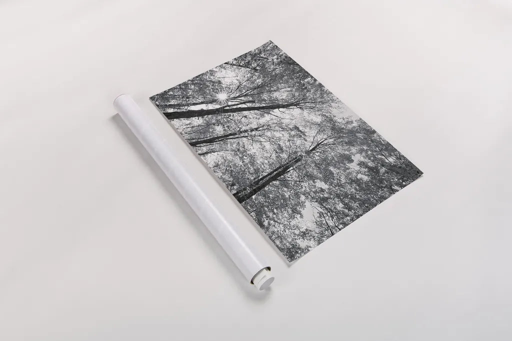 Autumn Forest III BW by Alan Majchrowicz. shown as a rolled paper print. Available as archival giclee rolled canvas, fine art paper, or poster print. SKU 30780i.