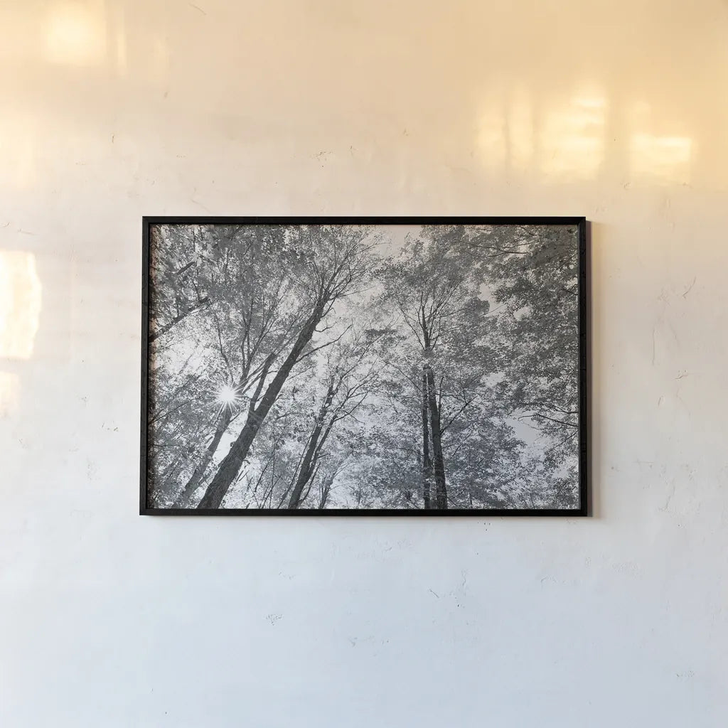 Autumn Forest III BW by Alan Majchrowicz. shown as a paper print in a black flame. Available as a archival giclee rolled canvas, fine art paper, or poster print. SKU 30780i.