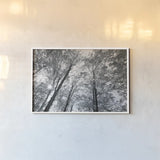 Autumn Forest III BW by Alan Majchrowicz. shown as a paper print in a white frame. Available as a archival giclee rolled canvas, fine art paper, or poster print. SKU 30780i.