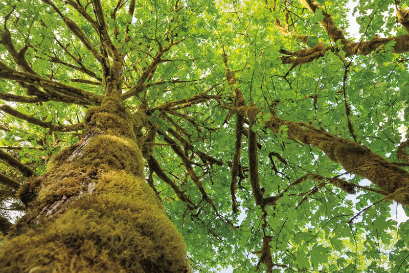 Big Leaf Maple Trees I by Alan Majchrowicz. SKU 52757i. Archival Giclee Fine art print for wall decor.