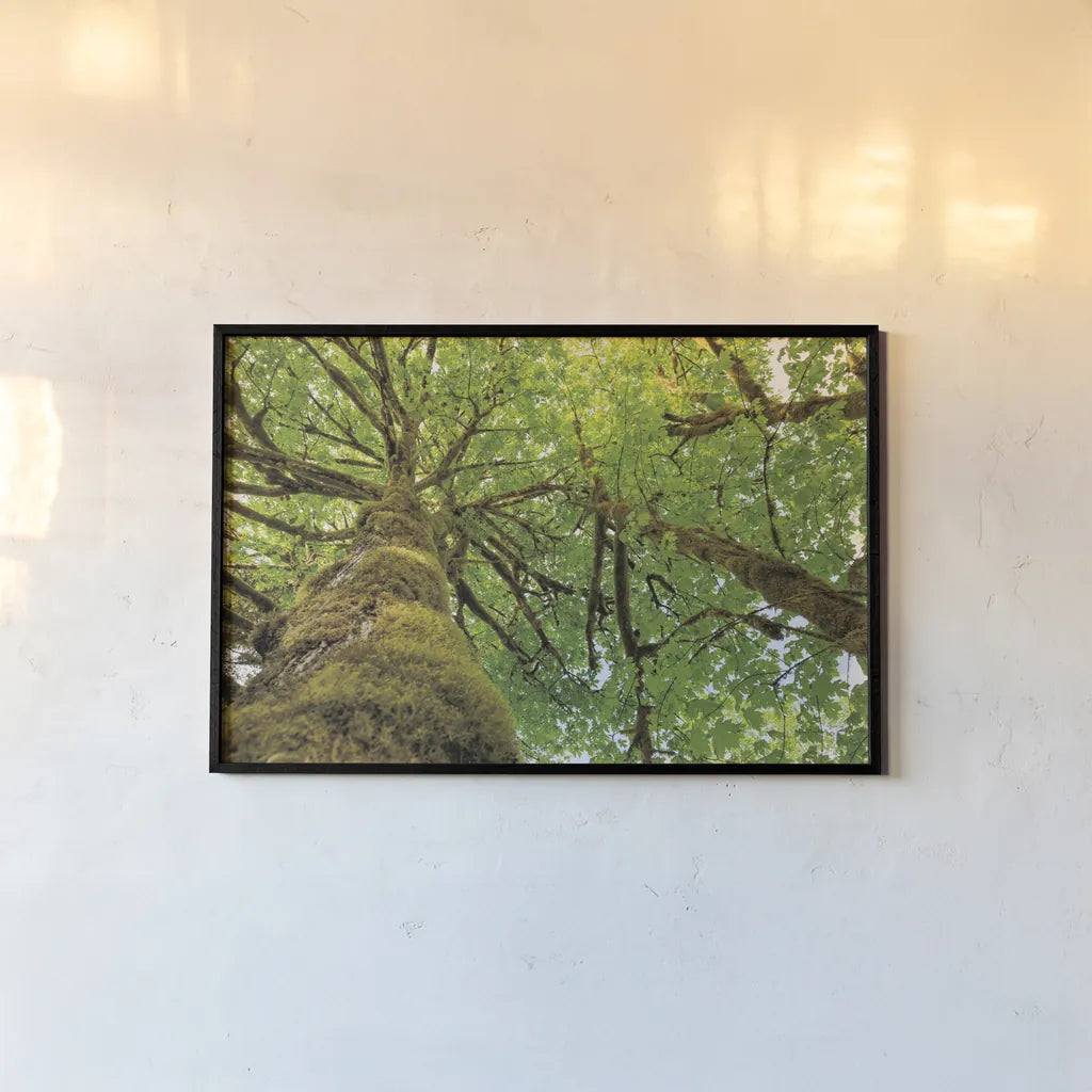 Big Leaf Maple Trees I by Alan Majchrowicz. shown as a paper print in a black flame. Available as a archival giclee rolled canvas, fine art paper, or poster print. SKU 52757i.