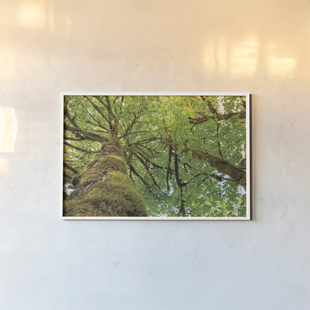 Big Leaf Maple Trees I by Alan Majchrowicz. shown as a paper print in a white frame. Available as a archival giclee rolled canvas, fine art paper, or poster print. SKU 52757i.