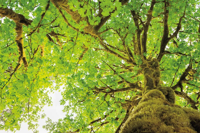 Big Leaf Maple Trees II by Alan Majchrowicz. SKU 52758i. Archival Giclee Fine art print for wall decor.