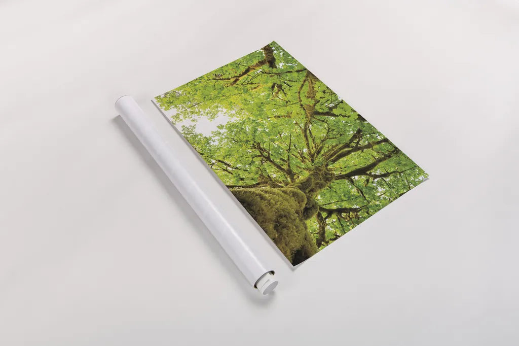 Big Leaf Maple Trees II by Alan Majchrowicz. shown as a rolled paper print. Available as archival giclee rolled canvas, fine art paper, or poster print. SKU 52758i.