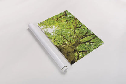 Big Leaf Maple Trees II by Alan Majchrowicz. shown as a rolled paper print. Available as archival giclee rolled canvas, fine art paper, or poster print. SKU 52758i.