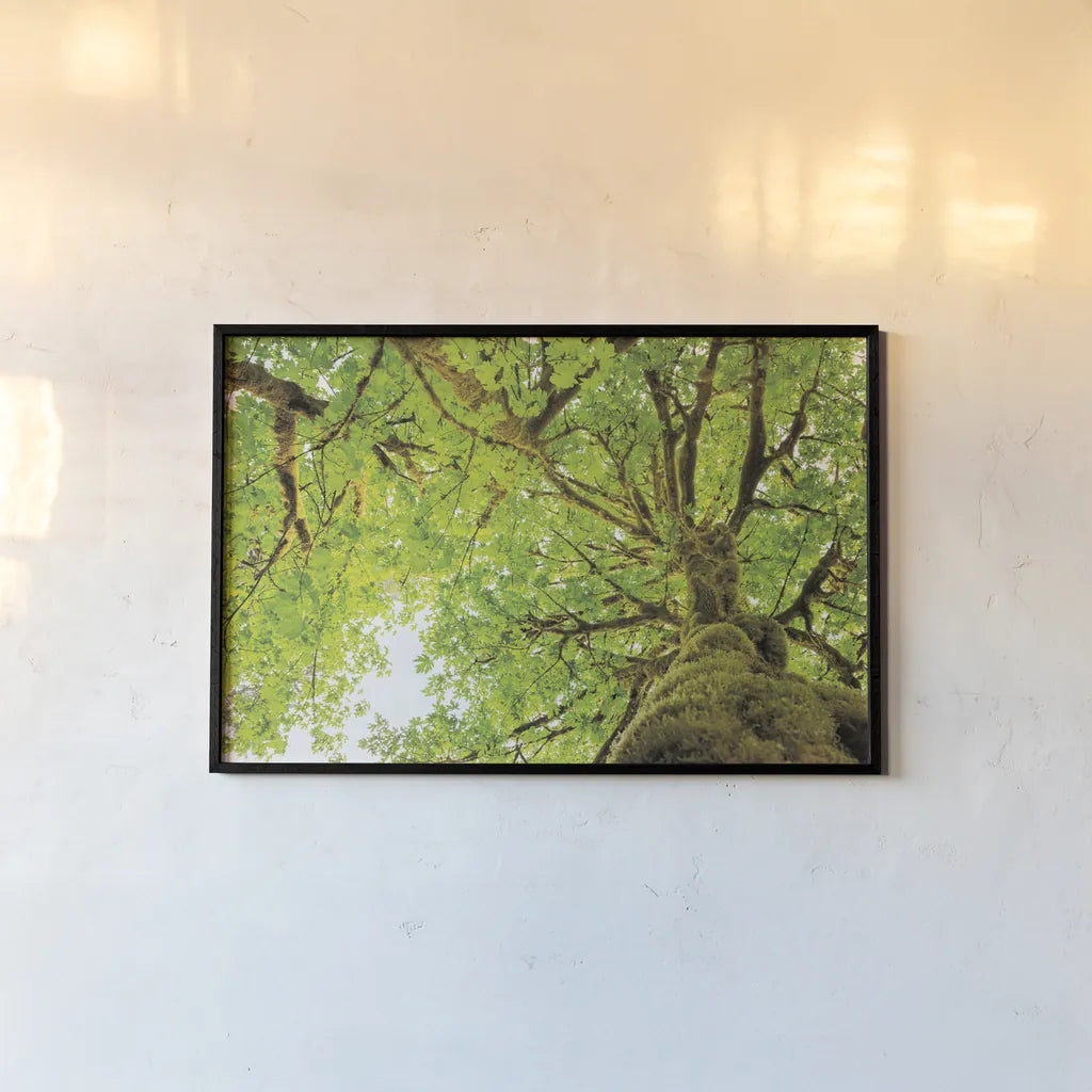 Big Leaf Maple Trees II by Alan Majchrowicz. shown as a paper print in a black flame. Available as a archival giclee rolled canvas, fine art paper, or poster print. SKU 52758i.