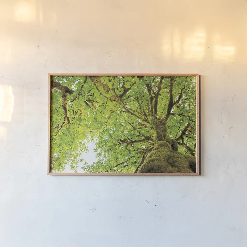 Big Leaf Maple Trees II by Alan Majchrowicz. shown as a paper print in a natural frame. Available as a archival giclee rolled canvas, fine art paper, or poster print. SKU 52758i.