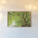 Big Leaf Maple Trees II by Alan Majchrowicz. shown as a paper print in a natural frame. Available as a archival giclee rolled canvas, fine art paper, or poster print. SKU 52758i.