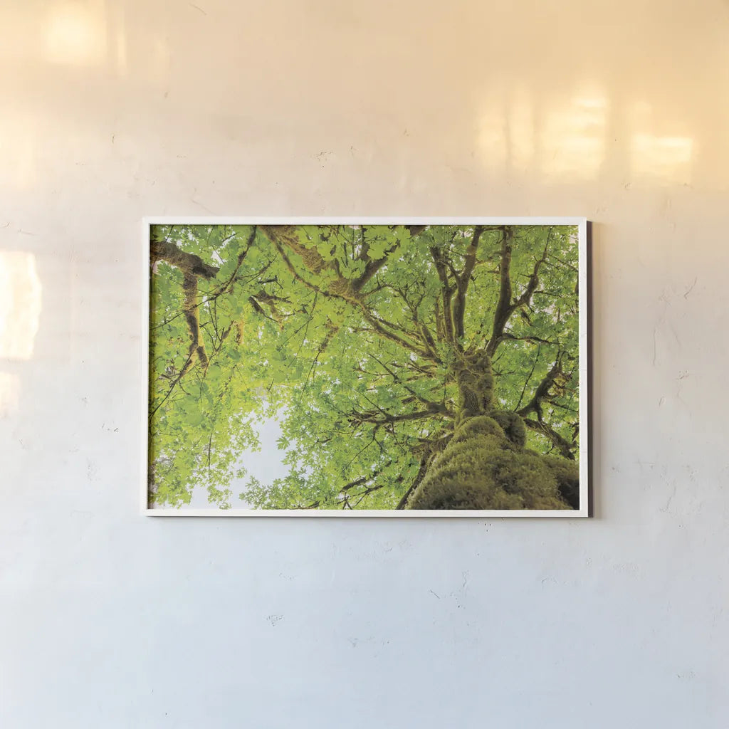 Big Leaf Maple Trees II by Alan Majchrowicz. shown as a paper print in a white frame. Available as a archival giclee rolled canvas, fine art paper, or poster print. SKU 52758i.