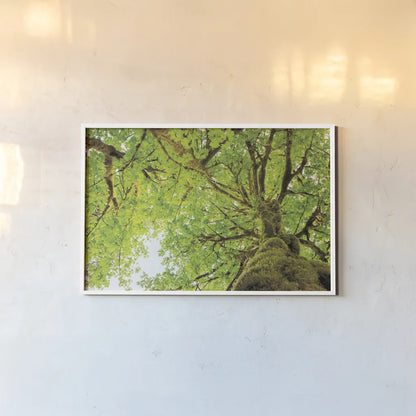 Big Leaf Maple Trees II by Alan Majchrowicz. shown as a paper print in a white frame. Available as a archival giclee rolled canvas, fine art paper, or poster print. SKU 52758i.