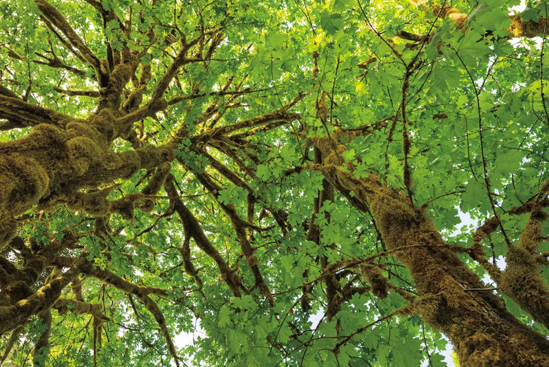 Big Leaf Maple Trees III by Alan Majchrowicz. SKU 52759i. Archival Giclee Fine art print for wall decor.