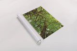 Big Leaf Maple Trees III by Alan Majchrowicz. shown as a rolled paper print. Available as archival giclee rolled canvas, fine art paper, or poster print. SKU 52759i.