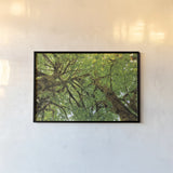 Big Leaf Maple Trees III by Alan Majchrowicz. shown as a paper print in a black flame. Available as a archival giclee rolled canvas, fine art paper, or poster print. SKU 52759i.