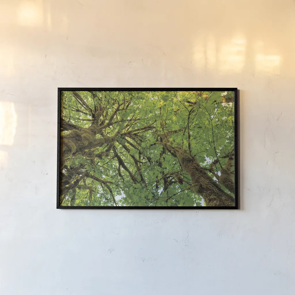 Big Leaf Maple Trees III by Alan Majchrowicz. shown as a paper print in a black flame. Available as a archival giclee rolled canvas, fine art paper, or poster print. SKU 52759i.