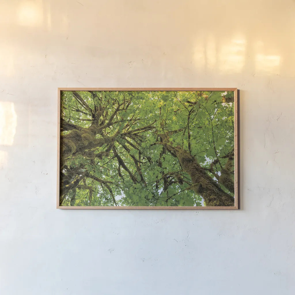 Big Leaf Maple Trees III by Alan Majchrowicz. shown as a paper print in a natural frame. Available as a archival giclee rolled canvas, fine art paper, or poster print. SKU 52759i.