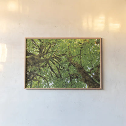 Big Leaf Maple Trees III by Alan Majchrowicz. shown as a paper print in a natural frame. Available as a archival giclee rolled canvas, fine art paper, or poster print. SKU 52759i.