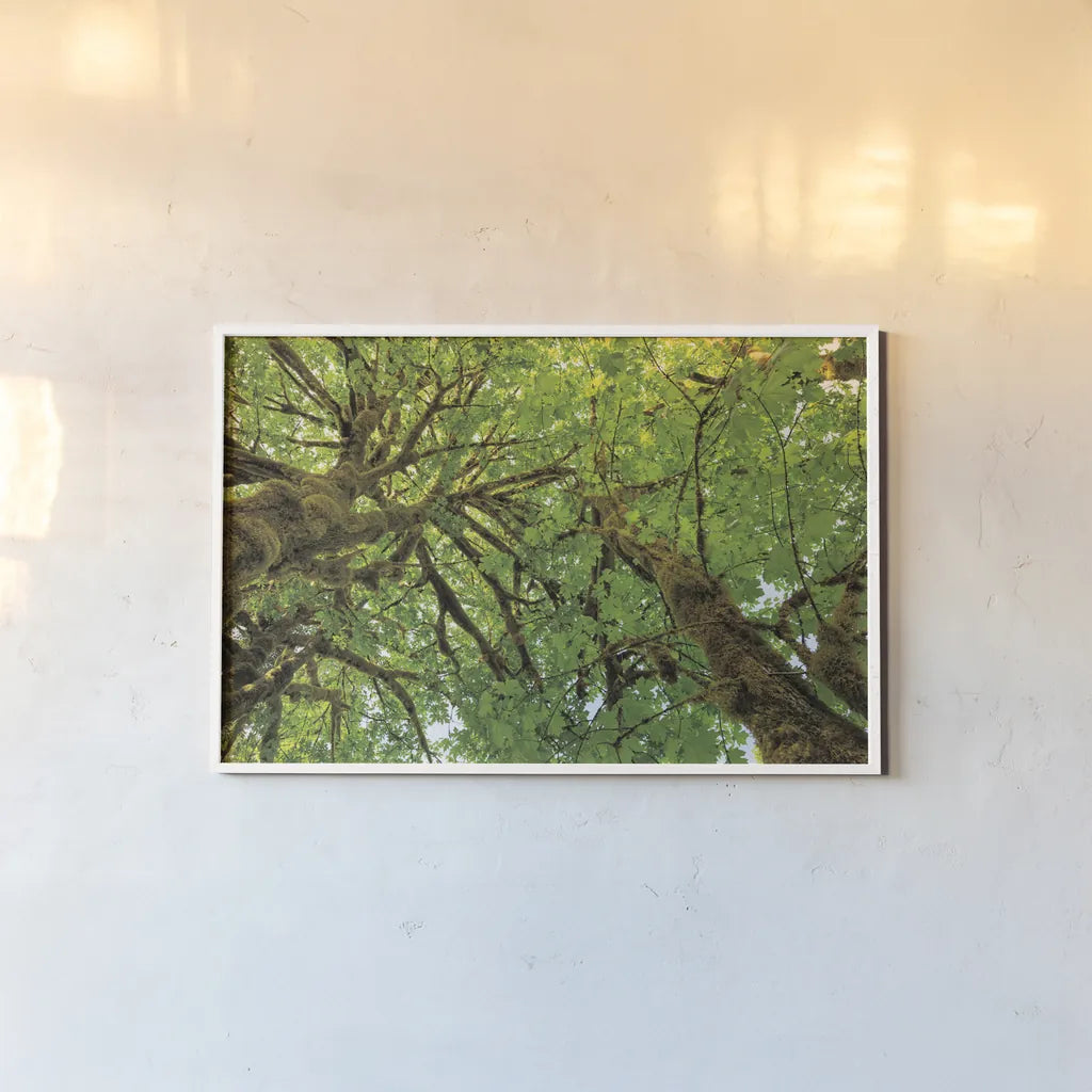 Big Leaf Maple Trees III by Alan Majchrowicz. shown as a paper print in a white frame. Available as a archival giclee rolled canvas, fine art paper, or poster print. SKU 52759i.