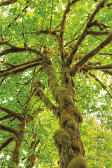 Big Leaf Maple Trees IV by Alan Majchrowicz. SKU 52760h. Archival Giclee Fine art print for wall decor.