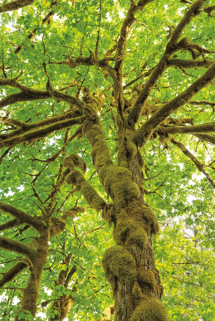 Big Leaf Maple Trees IV by Alan Majchrowicz. SKU 52760h. Archival Giclee Fine art print for wall decor.