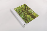 Big Leaf Maple Trees IV by Alan Majchrowicz. shown as a rolled paper print. Available as archival giclee rolled canvas, fine art paper, or poster print. SKU 52760h.