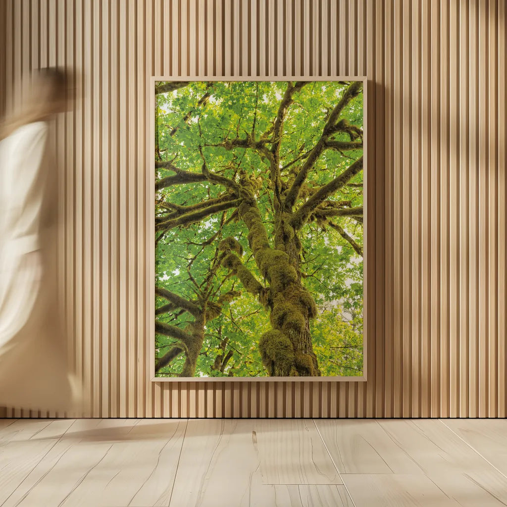 Big Leaf Maple Trees IV by Alan Majchrowicz. shown as over sized large wall art. Available as an archival giclee rolled canvas, fine art paper, or poster print. SKU 52760h.
