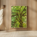 Big Leaf Maple Trees IV by Alan Majchrowicz. shown as over sized large wall art. Available as an archival giclee rolled canvas, fine art paper, or poster print. SKU 52760h.