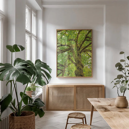 Big Leaf Maple Trees IV by Alan Majchrowicz. shown as a print in a natural wood frame in a dining room. Available as a archival giclee rolled canvas, fine art paper, or poster print. SKU 52760h.