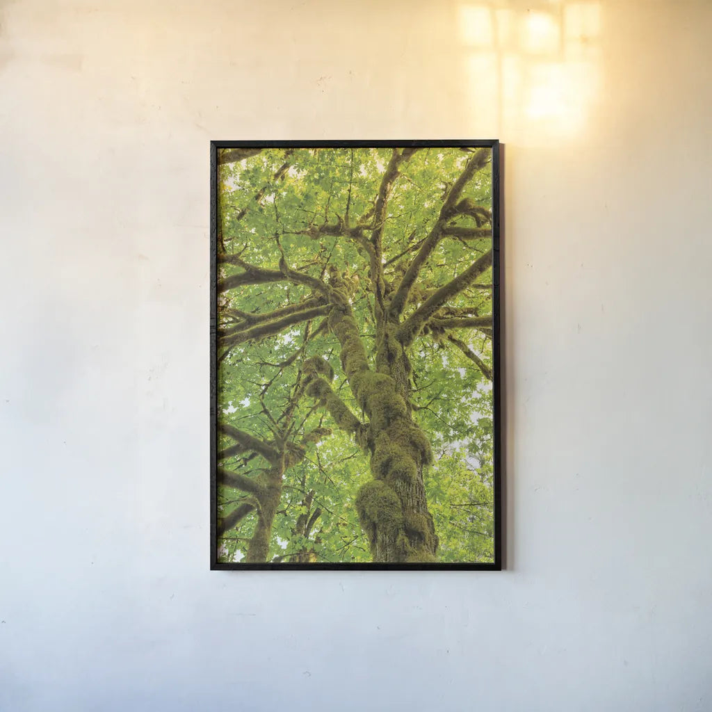 Big Leaf Maple Trees IV by Alan Majchrowicz. shown as a paper print in a black flame. Available as a archival giclee rolled canvas, fine art paper, or poster print. SKU 52760h.