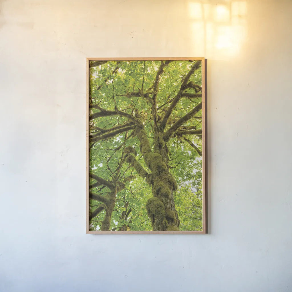 Big Leaf Maple Trees IV by Alan Majchrowicz. shown as a paper print in a natural frame. Available as a archival giclee rolled canvas, fine art paper, or poster print. SKU 52760h.