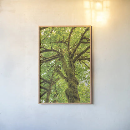 Big Leaf Maple Trees IV by Alan Majchrowicz. shown as a paper print in a natural frame. Available as a archival giclee rolled canvas, fine art paper, or poster print. SKU 52760h.