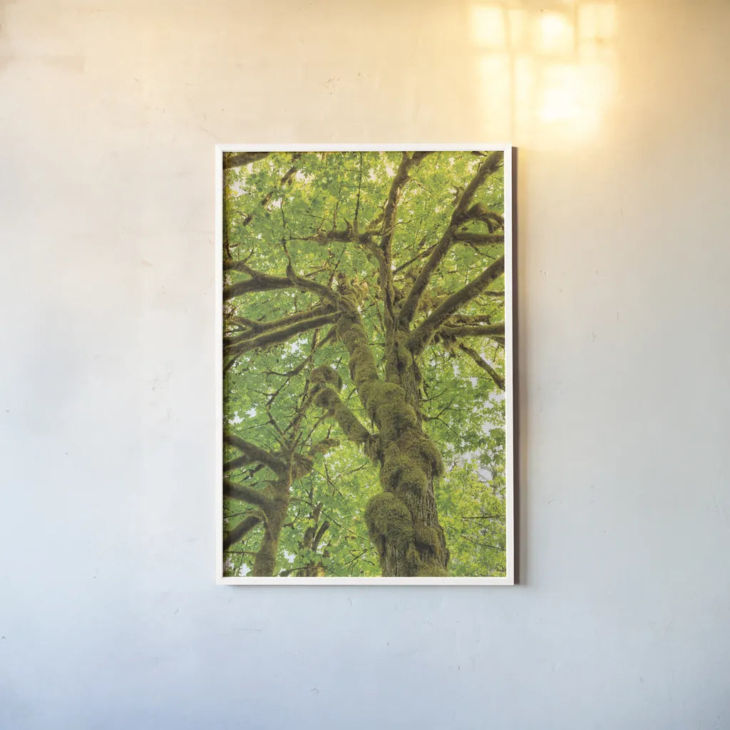 Big Leaf Maple Trees IV by Alan Majchrowicz. shown as a paper print in a white frame. Available as a archival giclee rolled canvas, fine art paper, or poster print. SKU 52760h.