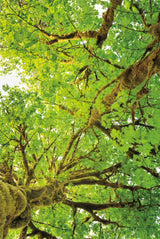 Big Leaf Maple Trees V by Alan Majchrowicz. SKU 52761h. Archival Giclee Fine art print for wall decor.